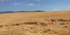 Amber Waves of Grain and Purple Mountain Majesty