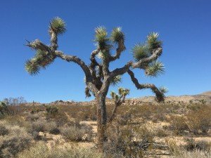 Joshua Tree plant was named by the Mormons because it reminded them of the outstretched hands of Joshua when he entered the promised land.