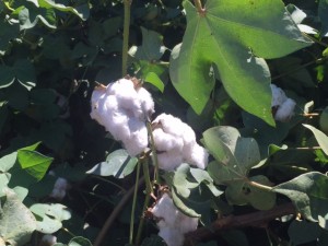 Blythe Cotton